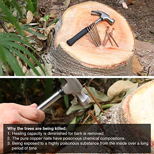 4 Pulgadas (100 mm) 12 Piezas de Clavo de Cobre Largo Grande para Matar Árboles, Picos de Eliminación de Tocones con 1 Pieza 4 Pulgadas de Clavo de Acero, Caja de Almacenamiento Incluida