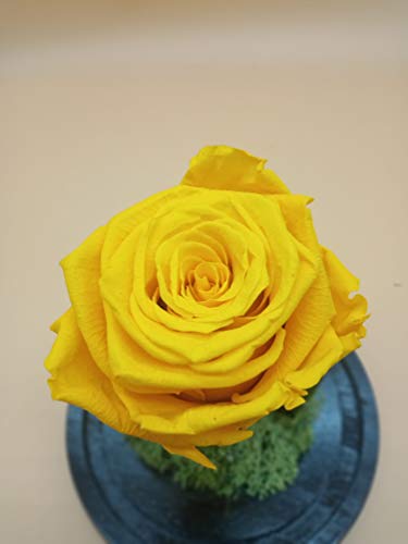 Almaflor Rosa eterna Amarilla en cúpula. Gratis TU ENVÍO. Rosas preservadas Amarillas con Tarjeta dedicatoria, Caja y Envoltorio para Regalo. Fabricado en España.