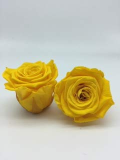 Almaflor Rosa eterna Amarilla en cúpula. Gratis TU ENVÍO. Rosas preservadas Amarillas con Tarjeta dedicatoria, Caja y Envoltorio para Regalo. Fabricado en España.