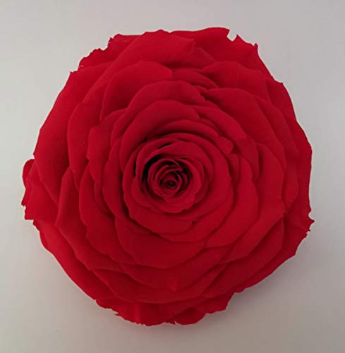 Almaflor Rosa eterna roja. ENVÍO Prime. Rosa eterna roja preservada, Cabeza de 11 cm. Tarjeta dedicatoria y presentada en Caja de conservación. Hecho en España.