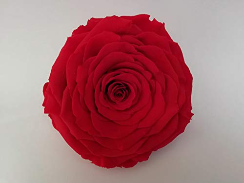 Almaflor Rosa eterna roja. ENVÍO Prime. Rosa eterna roja preservada, Cabeza de 11 cm. Tarjeta dedicatoria y presentada en Caja de conservación. Hecho en España.