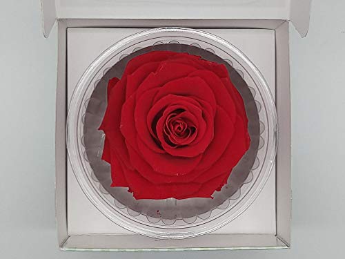 Almaflor Rosa eterna roja. ENVÍO Prime. Rosa eterna roja preservada, Cabeza de 11 cm. Tarjeta dedicatoria y presentada en Caja de conservación. Hecho en España.