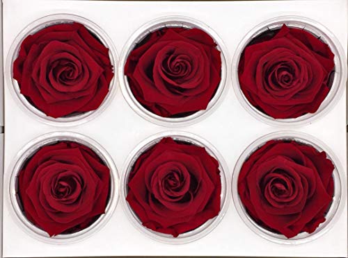 Almaflor Rosas eternas Rojas. Gratis TU ENVÍO. Caja de Rosas eternas Rojas (6 Unidades). Rosas preservadas, en Caja de conservación. Hecho en España.