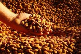 Almendras ecológicas cultivadas en España, crudas, sin sal añadida (frutos secos al natural, deliciosos y saludables, cuatro bolsas de almendra española, 800g), de Losquesosdemitio