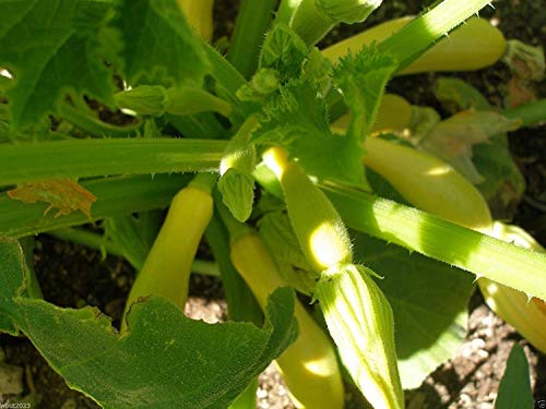 ASTONISH SEEDS: CalabacÃ­n amarillo de la calabaza de la herencia (polinizaciÃ³n abierta) -100 Seeds. Squash Verano!