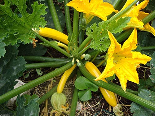 ASTONISH SEEDS: CalabacÃ­n amarillo de la calabaza de la herencia (polinizaciÃ³n abierta) -100 Seeds. Squash Verano!