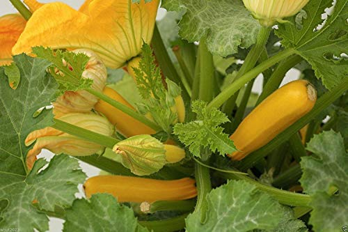 ASTONISH SEEDS: CalabacÃ­n amarillo de la calabaza de la herencia (polinizaciÃ³n abierta) -100 Seeds. Squash Verano!