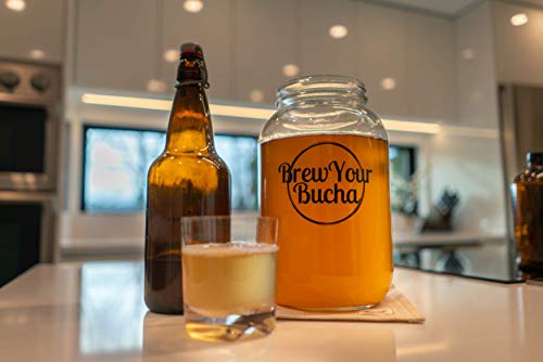 Brew Your Bucha Kobucha SCOBY con Starter Fluid. SCOBY cultivado con azúcar y té de oro negro Yunnan (1 SCOBY)
