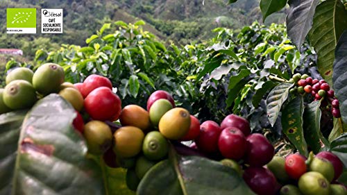 CAFES GUILIS DESDE 1928 AMANTES DEL CAFE - Café Molido de Grano Arábica Orgánico Bio Eco Natural Tueste Artesanal 1 kg