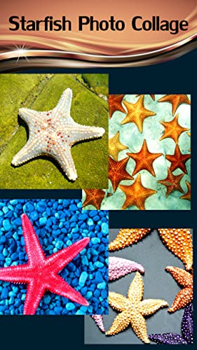 Collage de fotos de estrellas de mar