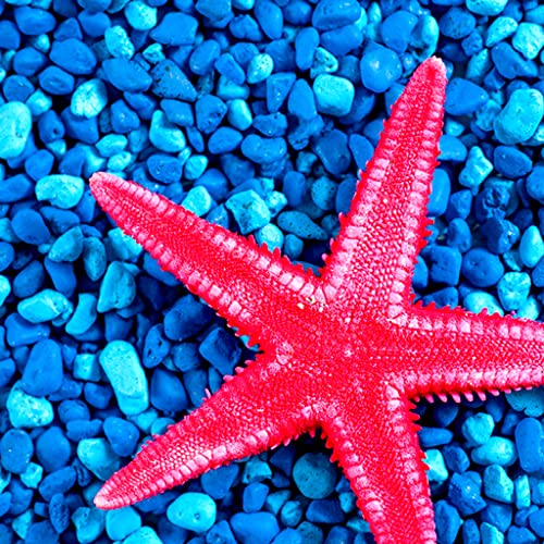 Collage de fotos de estrellas de mar