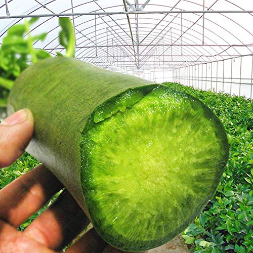 Coma semillas de hortalizas de temporada crudas, con piel verde, carne verde, crujientes y jugosas 300 piezas