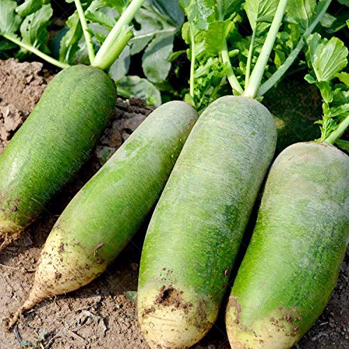 Coma semillas de hortalizas de temporada crudas, con piel verde, carne verde, crujientes y jugosas 300 piezas