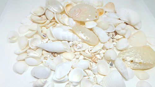 Conjunto de 100 g de pequeñas conchas marinas de playa, color blanco, para bodas, manualidades y exhibición