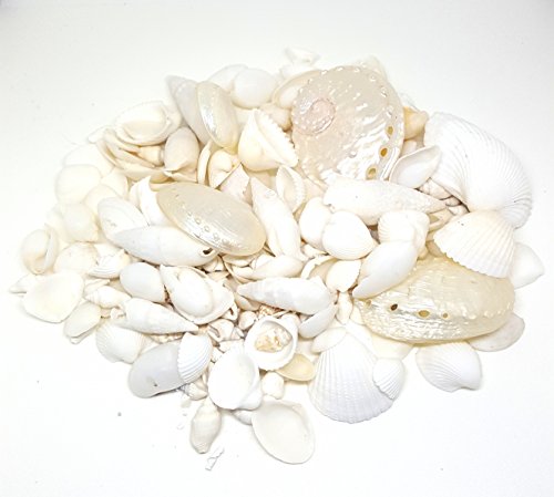 Conjunto de 100 g de pequeñas conchas marinas de playa, color blanco, para bodas, manualidades y exhibición