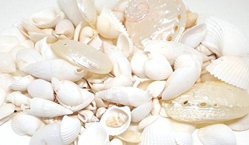 Conjunto de 100 g de pequeñas conchas marinas de playa, color blanco, para bodas, manualidades y exhibición