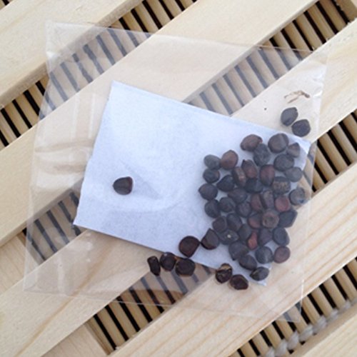 Crecerá 40 unids/bolsa Semillas de hiedra Semillas de enredadera Verde Anti-radiación plantas de ramos de rayos ultravioleta bonsai plantas trepadoras para el hogar y las plántulas de jardín Tigre