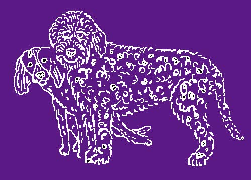 Dirtbusters Limpiador Concentrado de Moquetas, Alfombras y Tapicería para Mascotas. Elimina Manchas y Olores de Orina y Heces. Apto para Máquinas de limpieza. Aroma a Camomila y Geranio. 1 Litro