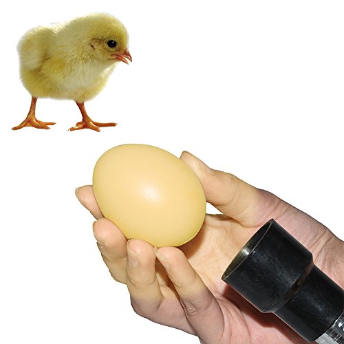Ei Candler alta intensidad batería Alimentado por linterna Tester para schraffur Aves Huevos (Color aleatorio)