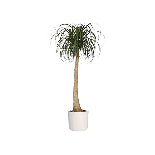 Elho B.for Soft Round Maceta redonda, Blanco, 29.5 x 29.5 x 27.6 cm