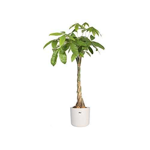Elho B.for Soft Round Maceta redonda, Blanco, 29.5 x 29.5 x 27.6 cm