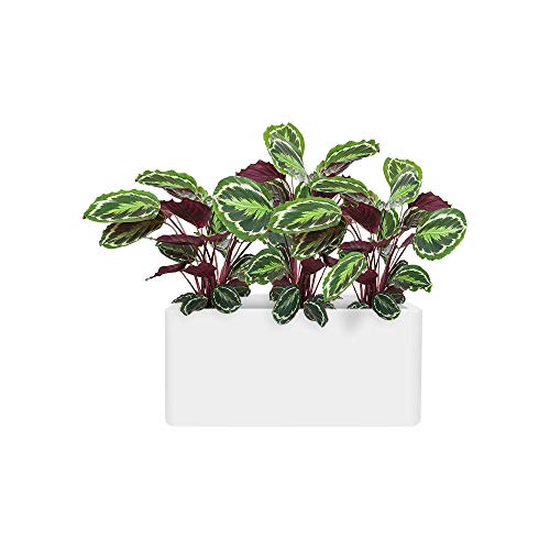 Elho Pure Soft Brick Long Macetero con Ruedas, White, 80 cm