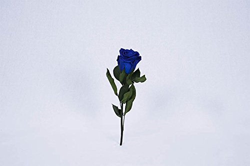 Floréate Rosa eterna preservada Azul Royal de 25 cm