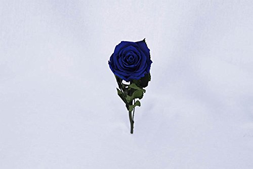 Floréate Rosa eterna preservada Azul Royal de 25 cm