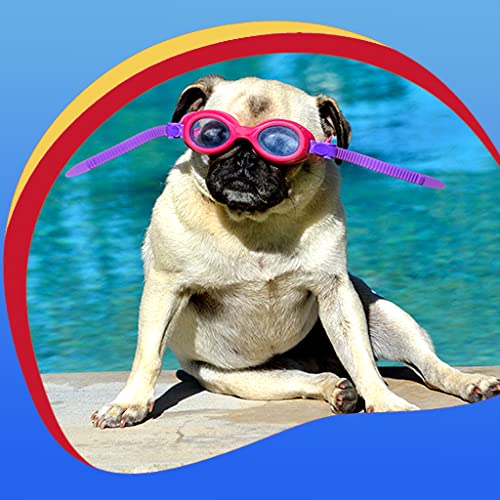 Fondos de Pantalla de Pugs