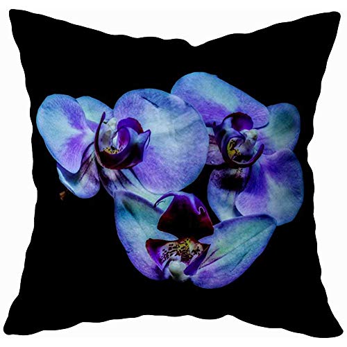 Fundas De Almohada De Tiro Bellas Artes Bodegón Color Floral Macro Flor Retrato De Tres Fundas De Almohada De Nieve Fundas De Almohada De Hospital Almohada Cas Hostel Vacaciones 45X45Cm Sofá Dec