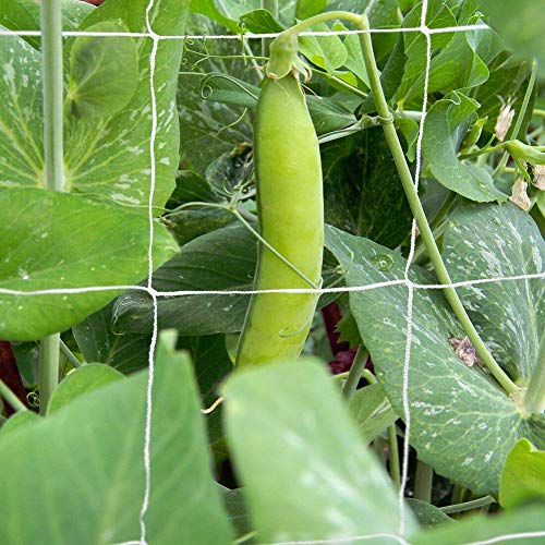 Ganquer Pepino Espaldera Redes Marco Vegetal Malla Jardín Planta Flor Escalada Red para Polo Verde Alubias, Guisantes, Pepinos, Tomates, Bitter Melon, Cukes - como Imagen Show, 1.67x10m
