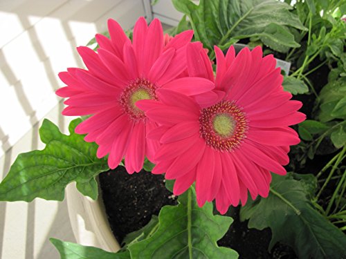 Gerbera: Daisy family (English Edition)