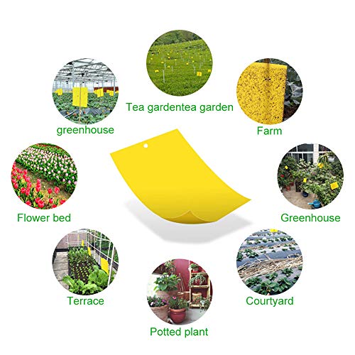 GiantGo 40 Piezas Trampas de Insectos de Doble Cara - Trampas Adhesivas de Doble Cara - Atrapa Insectos para Moscas, Insectos, Piojos, Atrapa, Polillas, Áfidos, 40 Piezas 1 Talla 2 Colores
