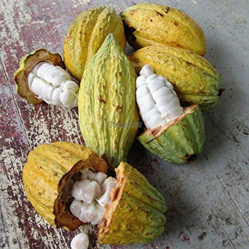 Go Garden 10pcs: 10 / 20Pcs JardÃ­n BalcÃ³n hermosas plantas semillas de cacao de frutas Ok 01