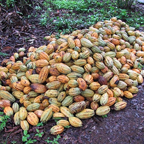 Go Garden 10pcs: 10 / 20Pcs JardÃ­n BalcÃ³n hermosas plantas semillas de cacao de frutas Ok 01