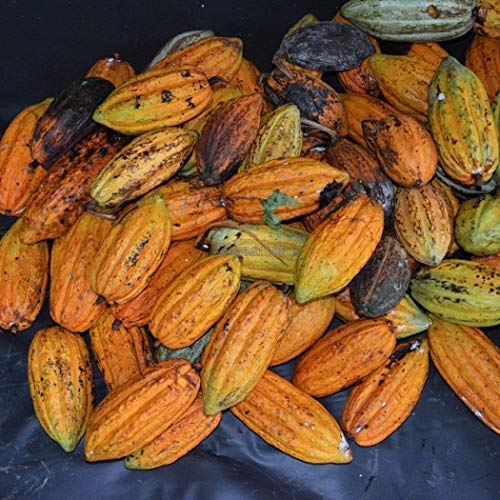 Go Garden 10pcs: 10 / 20Pcs JardÃ­n BalcÃ³n hermosas plantas semillas de cacao de frutas Ok 01