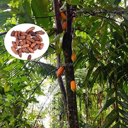 Go Garden 10pcs: 10 / 20Pcs JardÃ­n BalcÃ³n hermosas plantas semillas de cacao de frutas Ok 01