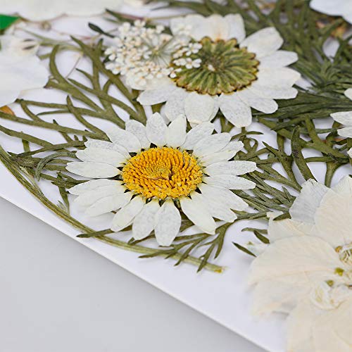 Gobesty Flor prensada Mixta, Flores secas naturales DIY Art Decoraciones florales Colección Regalo Follaje Floral Artcraft, Blanco