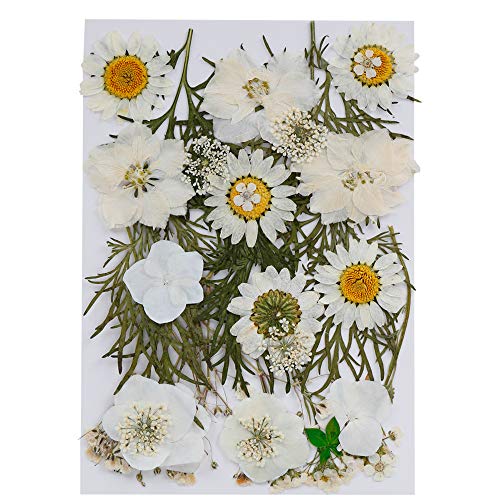 Gobesty Flor prensada Mixta, Flores secas naturales DIY Art Decoraciones florales Colección Regalo Follaje Floral Artcraft, Blanco