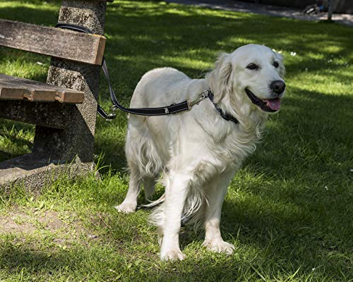 Happilax Correa perro multiposición, ajustable en 3 longitudes o doble para 2 perros, negra, 2 m