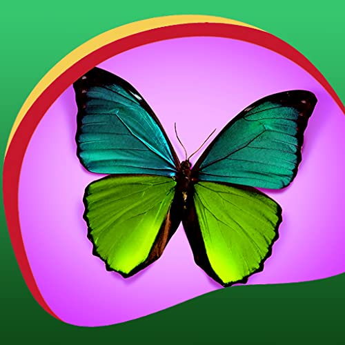 Imágenes de Butterfly Live