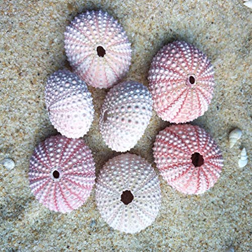 IMIKEYA 4pcs de Conchas de Erizo de mar Natural Conchas para Manualidades y decoración del hogar de la Boda Planta Maceta contenedor de piña (Color Aleatorio)