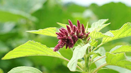 Indigo Herbs Amaranto Inflado Organico 250g