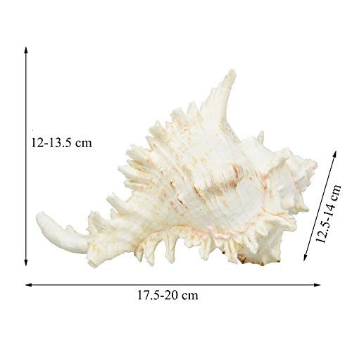 Jangostor Grandes Conchas Marinas Naturales, Gran océano Conch 17-20cm (2)