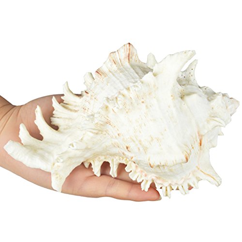 Jangostor Grandes Conchas Marinas Naturales, Gran océano Conch 17-20cm (2)