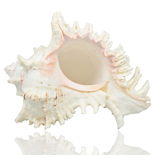 Jangostor Grandes Conchas Marinas Naturales, Gran océano Conch 17-20cm (2)
