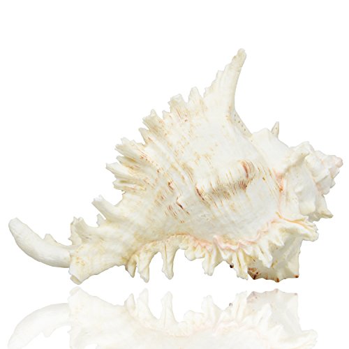 Jangostor Grandes Conchas Marinas Naturales, Gran océano Conch 17-20cm (2)