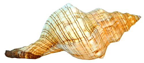 Kaltner – Ideas para regalo - Conchas, Fasciolaria Trapezium, caracolas trapecio, 14-15 cm
