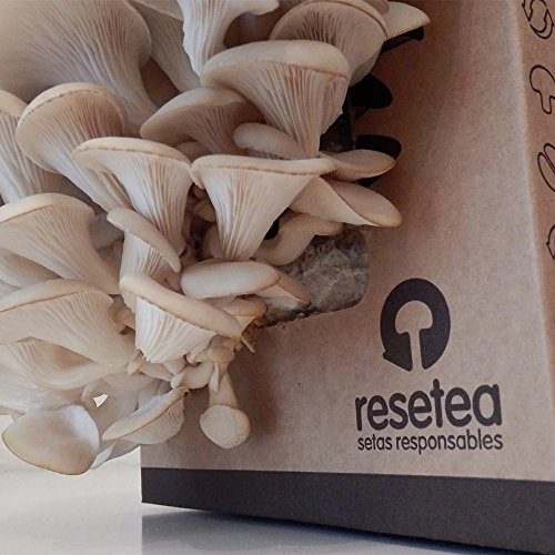 Kit Autocultivo de setas ostra sobre posos de café reciclados de Resetea