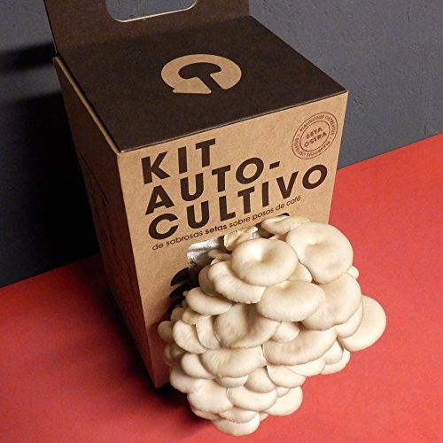 Kit Autocultivo de setas ostra sobre posos de café reciclados de Resetea